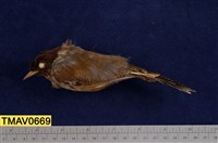 藏品(紋翼畫眉)的圖片